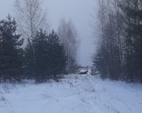 В Рязанской области в лесу Кадомского района очевидцы увидели оленей