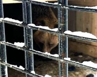 В гостях у медведей Маши и Добрыни из Окуловского района побывал прокурор