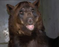 В Рязанской области медведю Мише из национального парка «Мещерский» исполнилось восемь лет