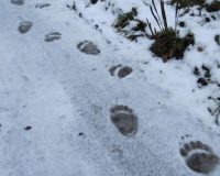 В Рязанской области обнаружили следы опасного медведя-шатуна