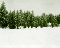 Бывший руководитель Хвойнинского лесхоза идёт под суд