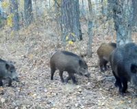 В Рязанской области в Окском заповеднике кабаниха Элеонора с детьми попали на видео