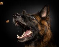 Прокуратура вступилась за пенсионера, искусанного псом: за помощью ему пришлось ехать за 100 км