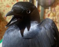 Рязанские волонтеры спасли ворона, попавшую в вентиляционный короб