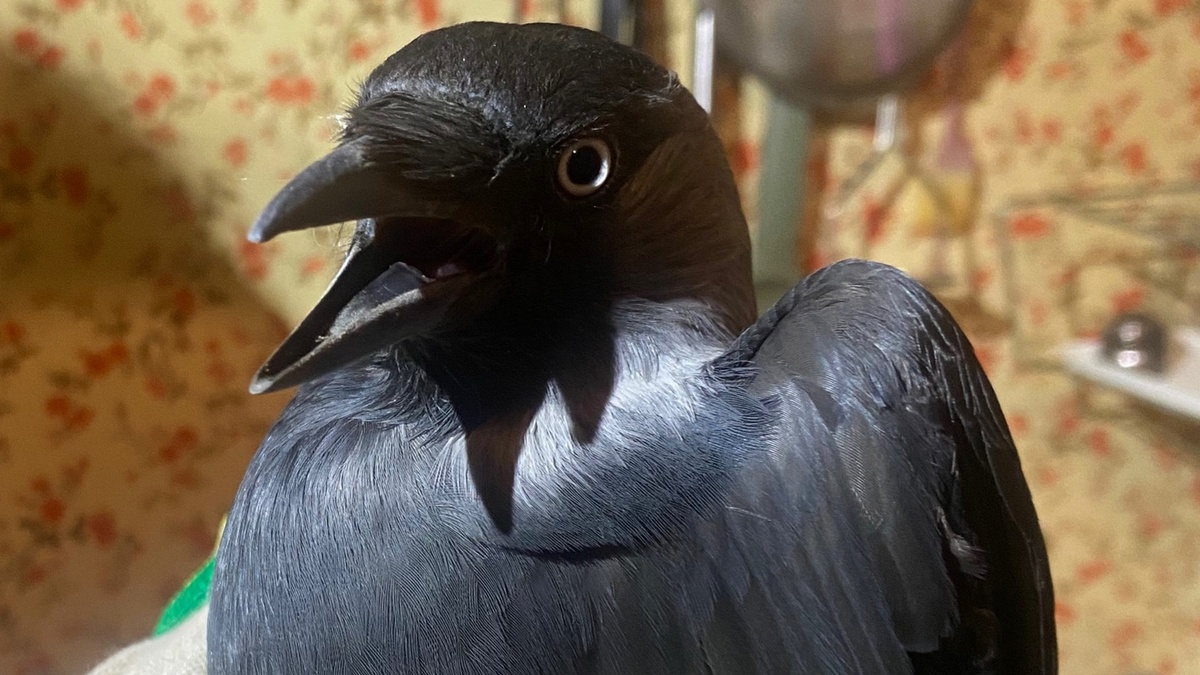 Рязанские волонтеры спасли ворона, попавшую в вентиляционный короб