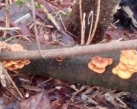 В городе Рязани в парке Луковский лес выросли февральские грибы