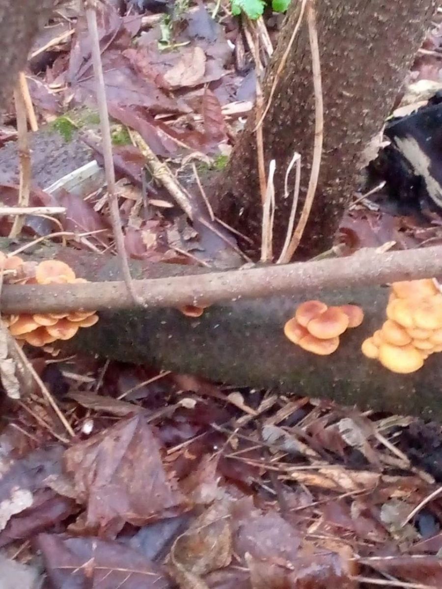 В городе Рязани в парке Луковский лес выросли февральские грибы