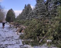 В Донском Тульской области на Братской могиле спиливают туи