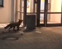 В Рязани около торгового центра «Круиз» местные жители увидели отчаянную лису