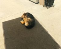 В Иванове чиновники выплатили 50 тысяч подростку, которого покусали бездомные псы