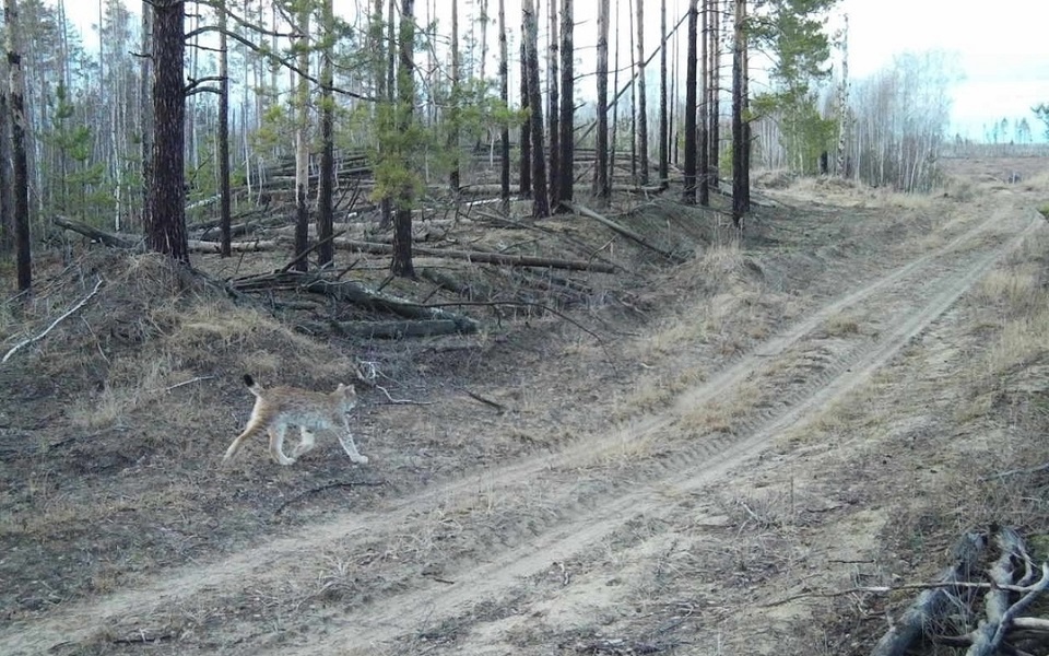 В Рязанской области в Окском заповеднике фотоловушка засняла волка и рысь