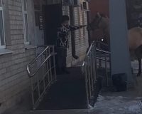 В Рязанской области в городе Рыбное на прием в администрацию пришла лошадь