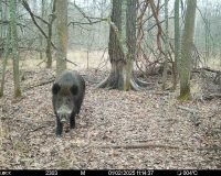 В Рязанской области Окском заповеднике фотоловушка засняла статного вепря