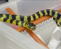 В Тульском экзотариуме в новом году Змеи родились 12 редких змей