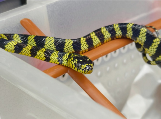 В Тульском экзотариуме в новом году Змеи родились 12 редких змей