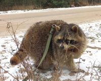 Тульскому еноту-полоскуну по кличке Петрович нашли новых хозяев