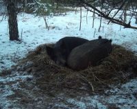 В Рязанской области кабаны в Окском заповеднике строят гнезда не хуже птиц