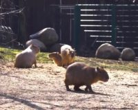 С приходом теплых весенних дней капибары Московского зоопарка вышли в уличный вольер