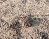 В Рязанском районе в селе Шумашь нашли гранату времен Первой мировой войны