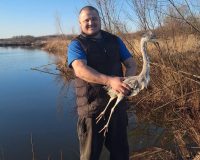 Житель Рязанской области приютил цаплю, а потом выпустил на волю