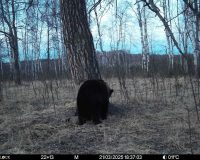 В Окском заповеднике фотоловушка запечатлела медведя после спячки