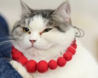 Кошка Ефросинья Михайловна из Рязани вышла в тройку лидеров в полуфинале конкурса «Хвостатый хранитель.2.0»