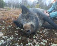 Новости по рязанских кабанов в Окском заповеднике: Руфус хотел играть в буйные игры, а Фанечка - нежничать