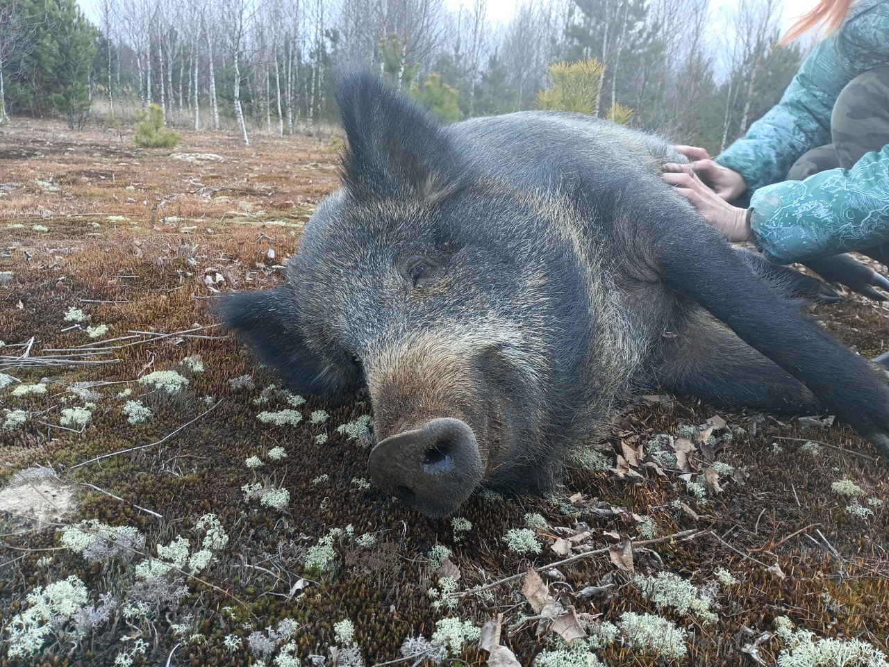 Новости по рязанских кабанов в Окском заповеднике: Руфус хотел играть в буйные игры, а Фанечка - нежничать