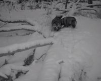 В Рязанской области в Окском заповеднике енотовидные собаки нашли себе любовное гнездышко в чужой норе