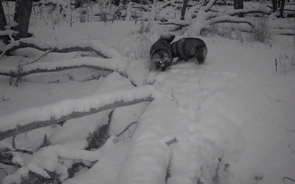 В Рязанской области в Окском заповеднике енотовидные собаки нашли себе любовное гнездышко в чужой норе