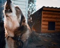 В Тамбовской области будут отстреливать агрессивных собак, а домашних чипировать