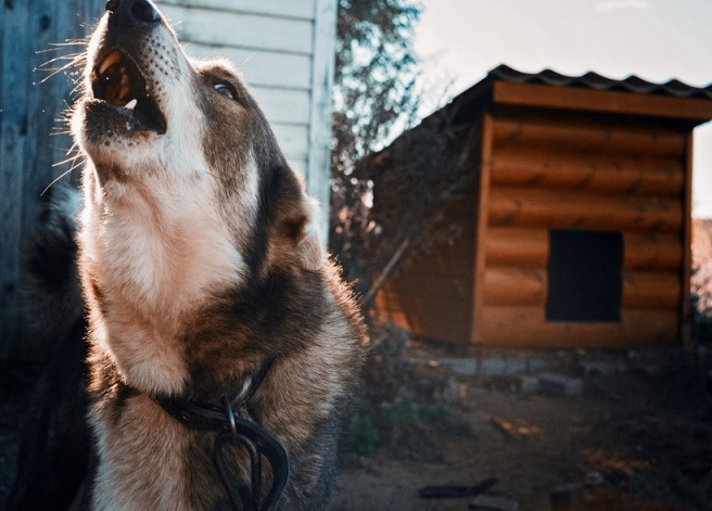 В Тамбовской области будут отстреливать агрессивных собак, а домашних чипировать