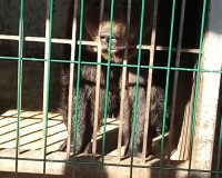 В Рязанской области проходит акция «Покорми Мишку» для косолапого из Национального парка «Мещерский»