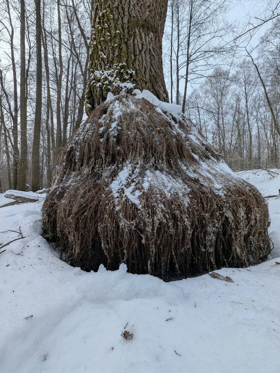 В городе Рязани в мещерских лесах обнаружились «бородатые дубы»