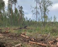В Старой Руссе будут судить людей, незаконно нарубивших древесины на 220 млн рублей