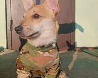 В Рязанской области щенок с позывным «Кефирчик» проходит реабилитацию