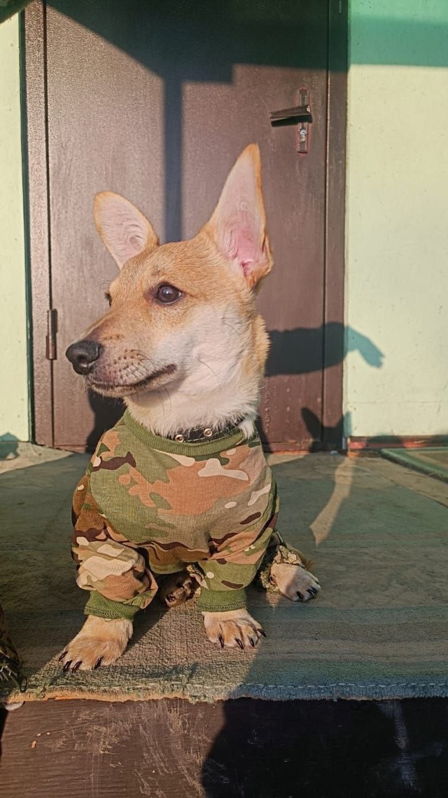 В Рязанской области щенок с позывным «Кефирчик» проходит реабилитацию