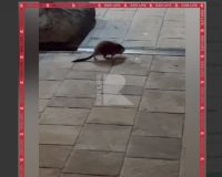 В центре города Рязани на улице Почтовой прохожие заметили ондатру