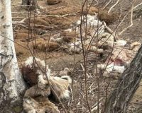 расстреляли оленей