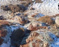 свалка бараны