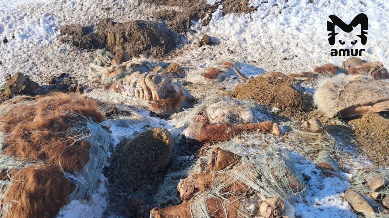 свалка бараны