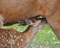 В Рязанской области осудили троих мужчин за незаконный отстрел косуль