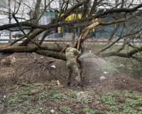 В Ростове приводят в порядок городские леса