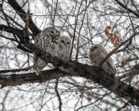 Рязанский фотохудожник в социальные сети опубликовал кадры пушистых совят