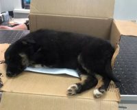 В Тамбове живодер выслушал приговор за выкинутого в окно щенка