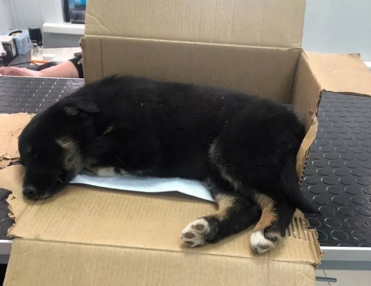 В Тамбове живодер выслушал приговор за выкинутого в окно щенка