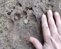 В Рязанской области в Спасском районе проснулись медведи