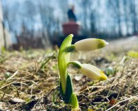 В Рязанской области в городе Касимов в палисадниках расцвели подснежники