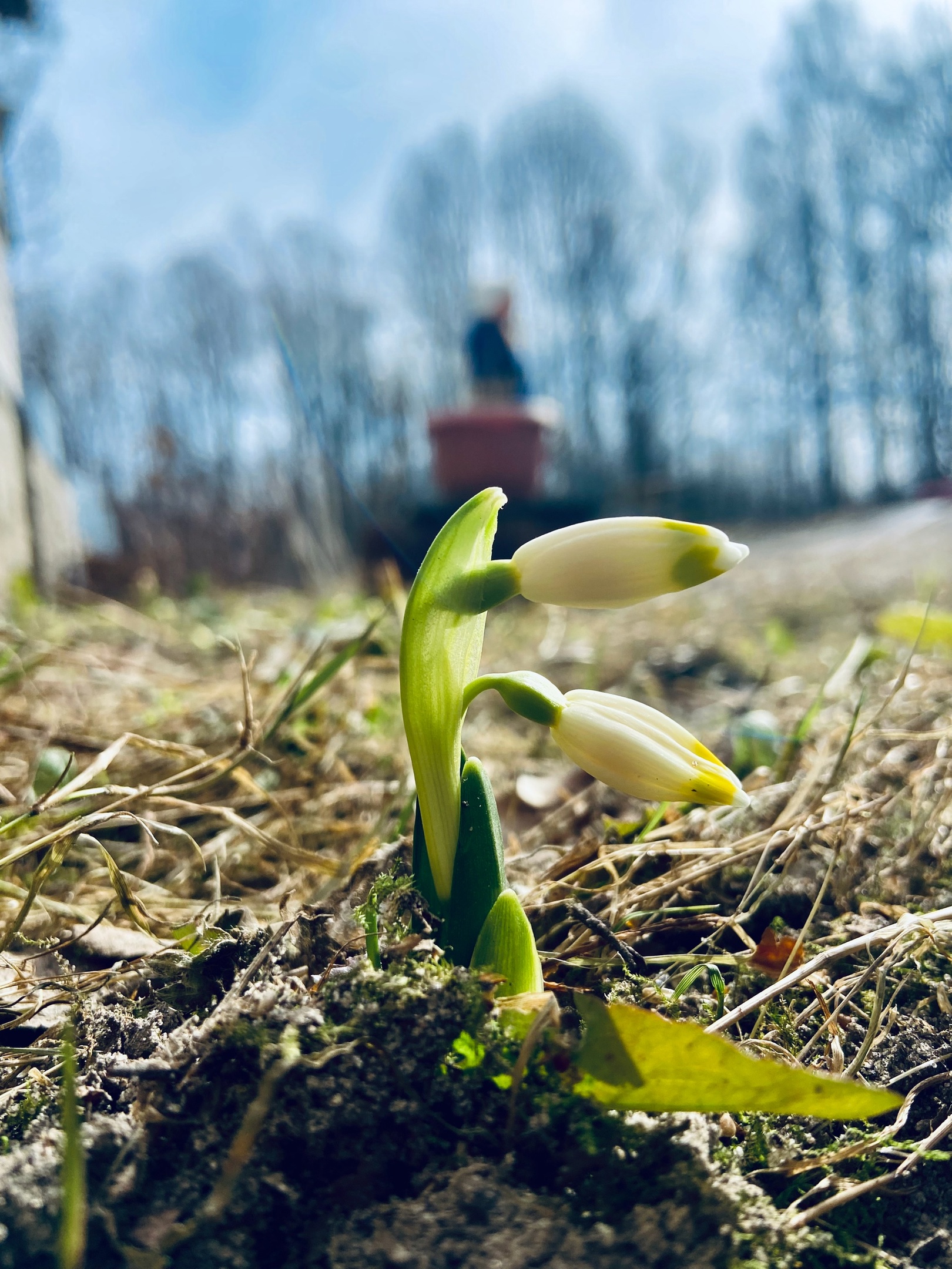 В Рязанской области в городе Касимов в палисадниках расцвели подснежники