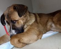 В Ивановской области истощенную собаку нашли связанной в поле